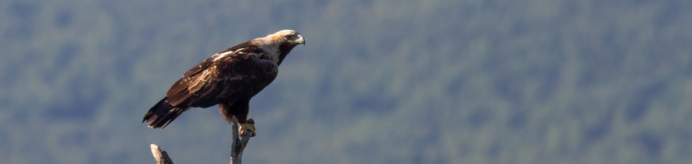 Adult imperial eagle (Photo: Márton Horváth)