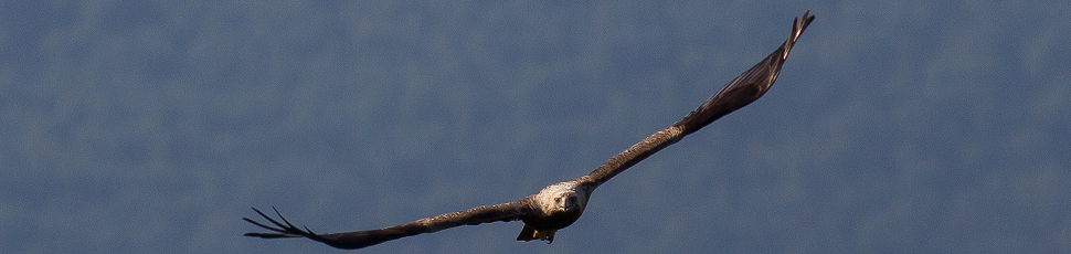 Flying adult imperial eagle (Photo: Márton Horváth)
